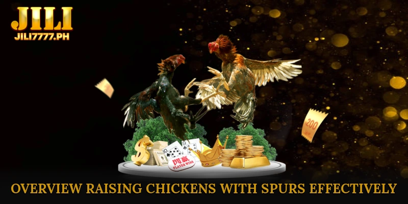 Overview Raising chickens with spurs effectively