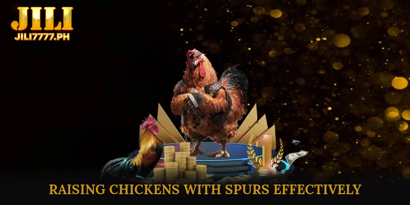 Raising chickens with spurs effectively