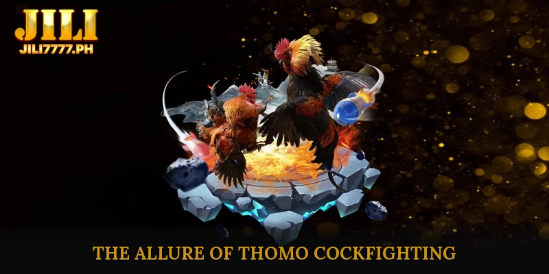 Venturing into the Border Derby: The Allure of Thomo cockfighting