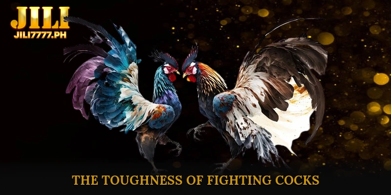 The toughness of fighting cocks